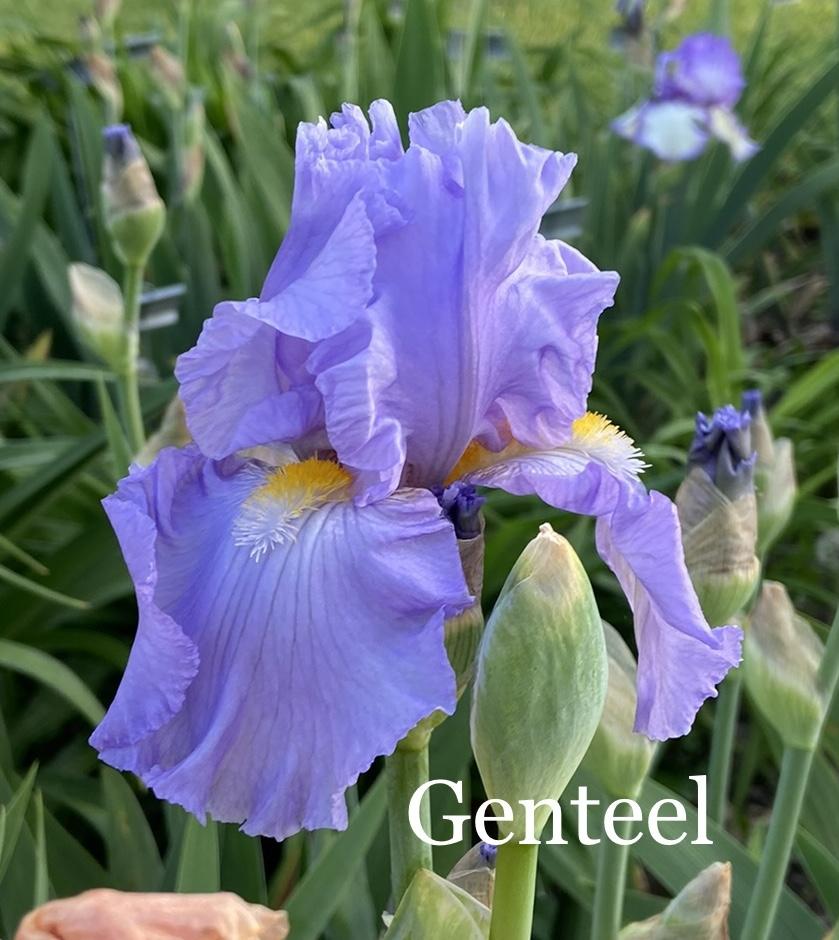 Photo of Tall Bearded Iris (Iris 'Genteel') uploaded by amberjewel