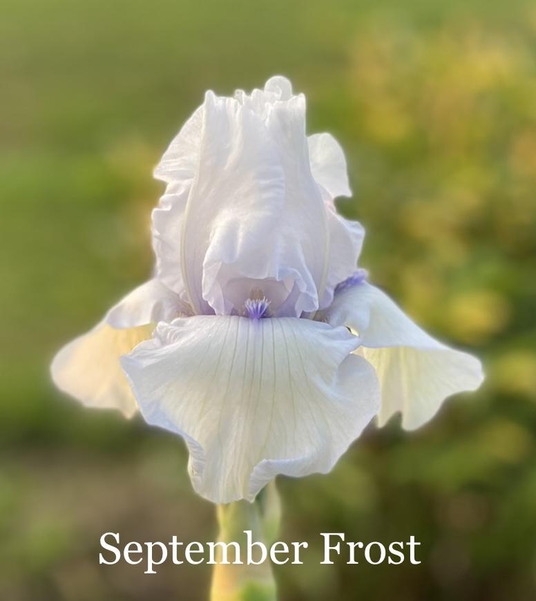 Photo of Tall Bearded Iris (Iris 'September Frost') uploaded by amberjewel