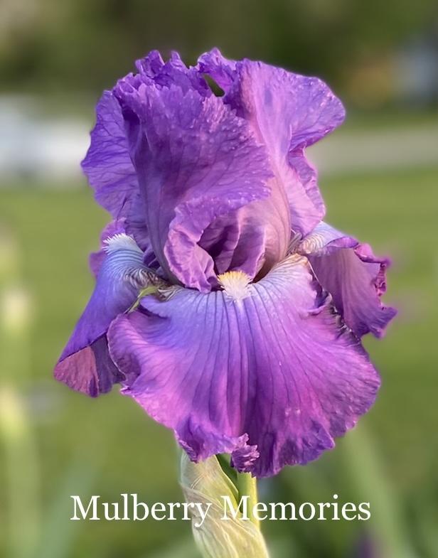 Photo of Tall Bearded Iris (Iris 'Mulberry Memories') uploaded by amberjewel