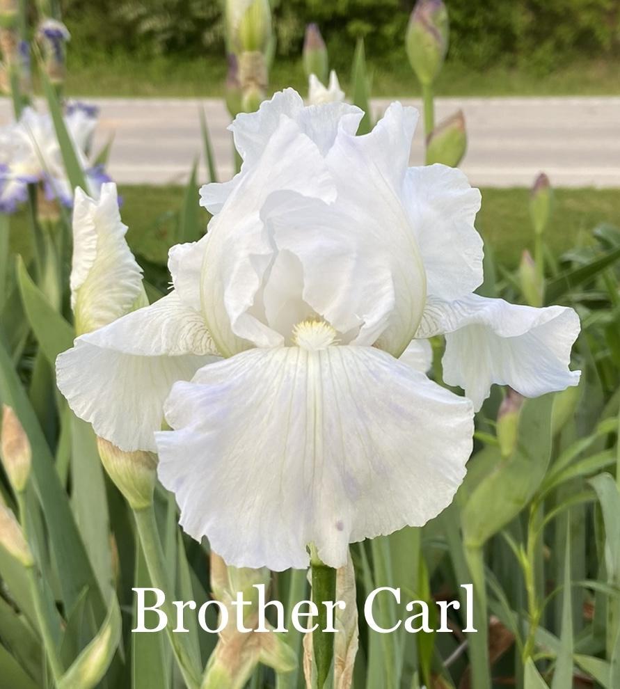 Photo of Tall Bearded Iris (Iris 'Brother Carl') uploaded by amberjewel