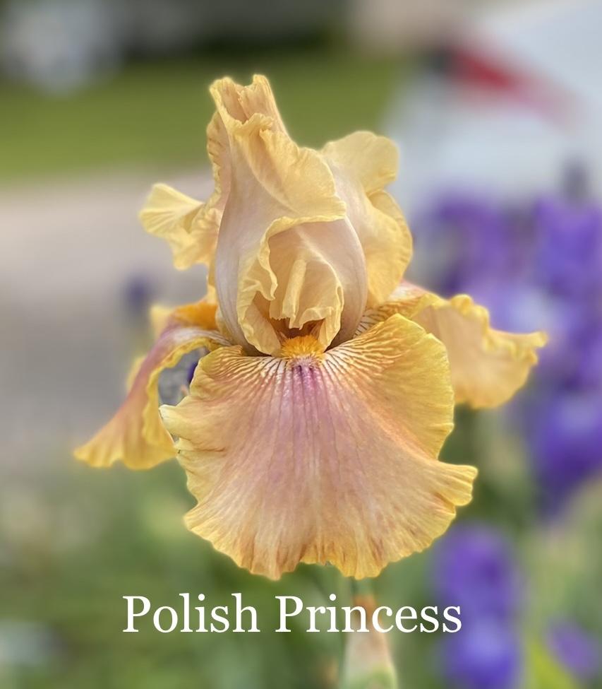 Photo of Tall Bearded Iris (Iris 'Polish Princess') uploaded by amberjewel