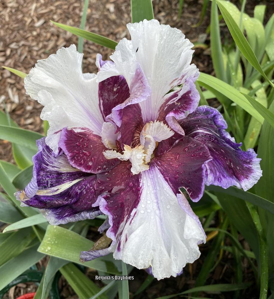 Photo of Tall Bearded Iris (Iris 'Clydesdale') uploaded by scflowers
