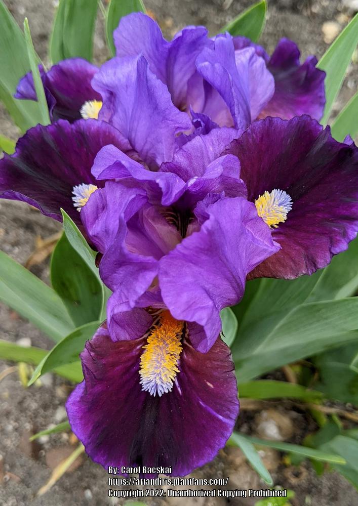 Photo of Standard Dwarf Bearded Iris (Iris 'Pulsator') uploaded by Artsee1