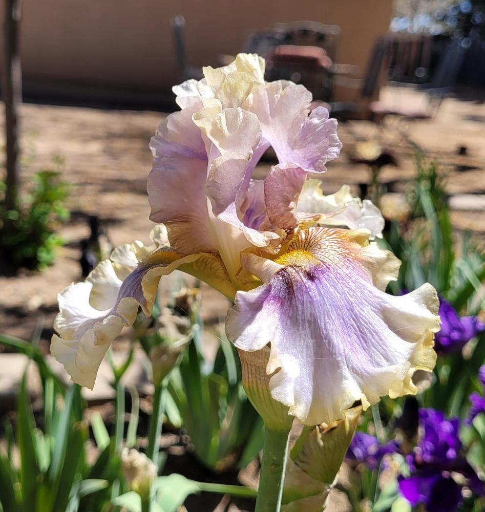 Photo of Tall Bearded Iris (Iris 'Pop the Question') uploaded by Bitoftrouble