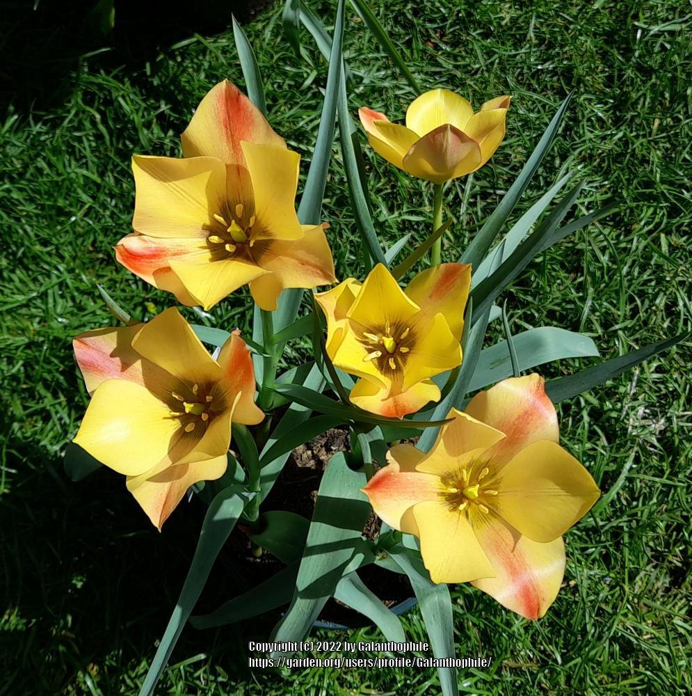 Photo of Batalin Botanical Tulip (Tulipa linifolia 'Bright Gem') uploaded by Galanthophile