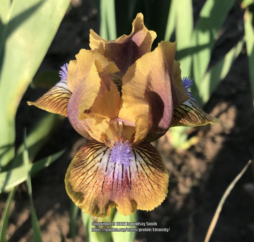 Photo of Standard Dwarf Bearded Iris (Iris 'Kewlopolis') uploaded by Lbsmitty