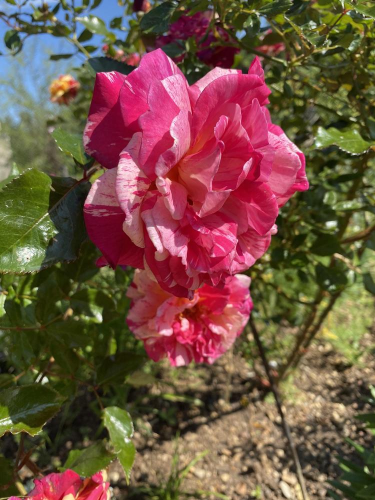 Photo of Rose (Rosa 'Broceliande') uploaded by REVULSERAS