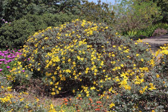 Photo of Yellow Bush Daisy (Euryops pectinatus) uploaded by RuuddeBlock