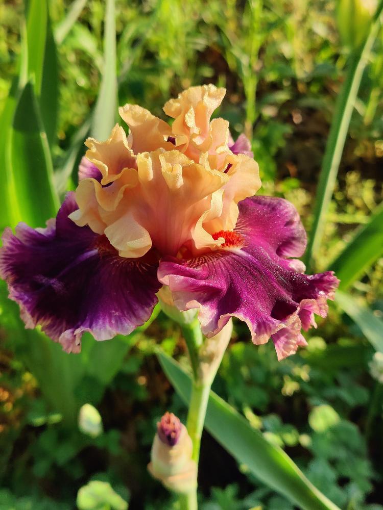 Photo of Tall Bearded Iris (Iris 'Born This Way') uploaded by ScarletBandit
