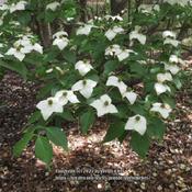 Kousa dogwood #41 nn; LHB page 757, 154-1-11, "From Latin for hor