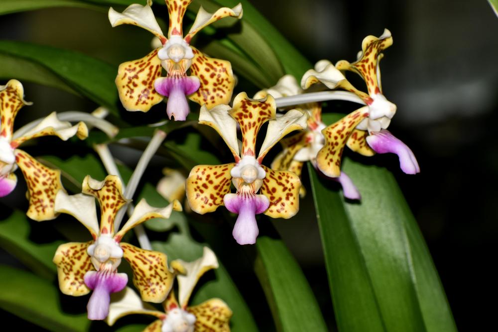 Photo of Orchid (Vanda tricolor) uploaded by dawiz1753