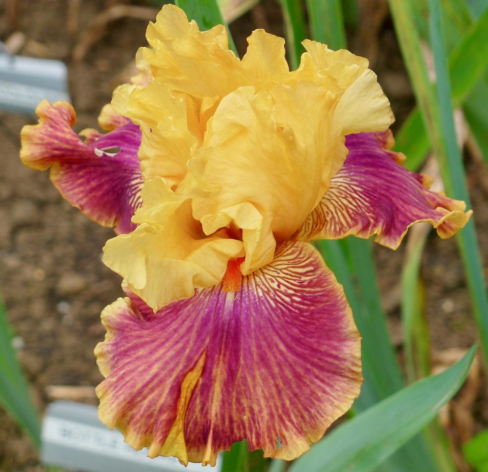 Photo of Tall Bearded Iris (Iris 'Bottle Rocket') uploaded by janwax