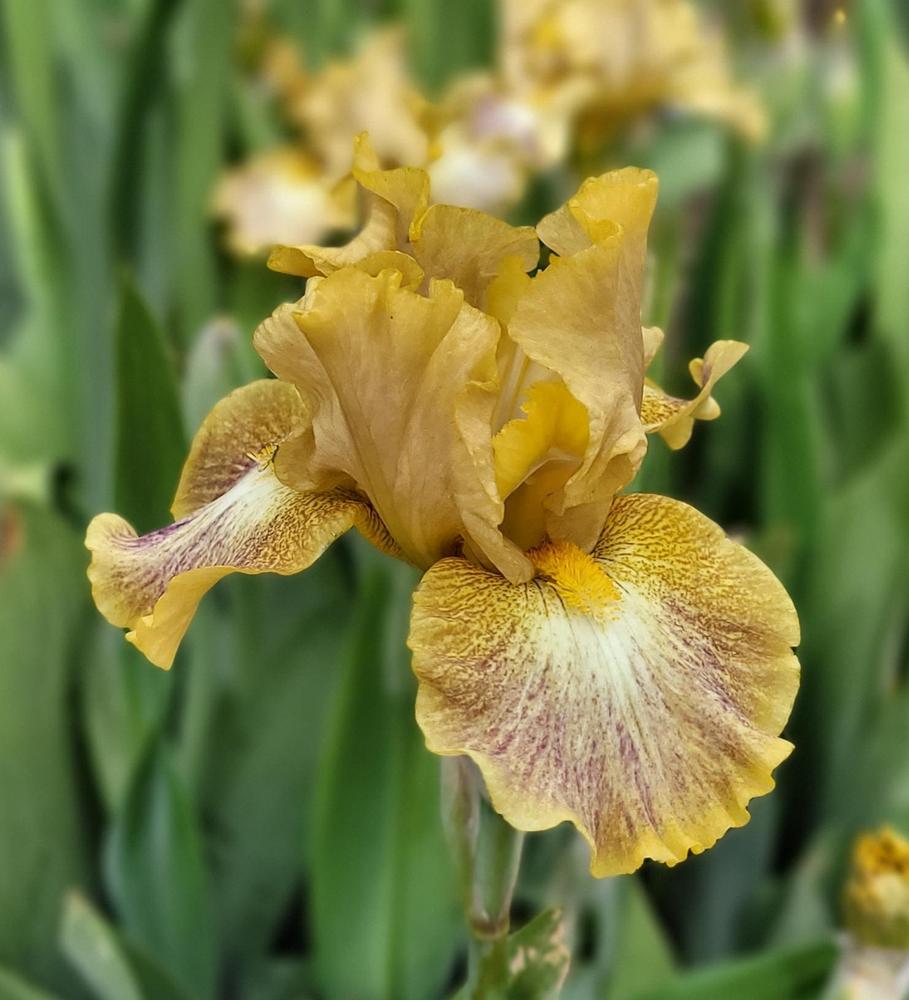 Photo of Intermediate Bearded Iris (Iris 'Sanskrit') uploaded by Bitoftrouble
