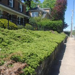 Location: Downingtown, Pennsylvania
Date: 2022-05-10
mass of plants above a wall
