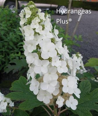 Photo of Oakleaf Hydrangea (Hydrangea quercifolia 'Alice') uploaded by Joy