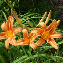 Location: my garden in Dawsonville, GA (zone 7b north Geogia mountains)
Date: 2022-05-16
This clump is always first daylily to bloom.  Unlike most ditch l