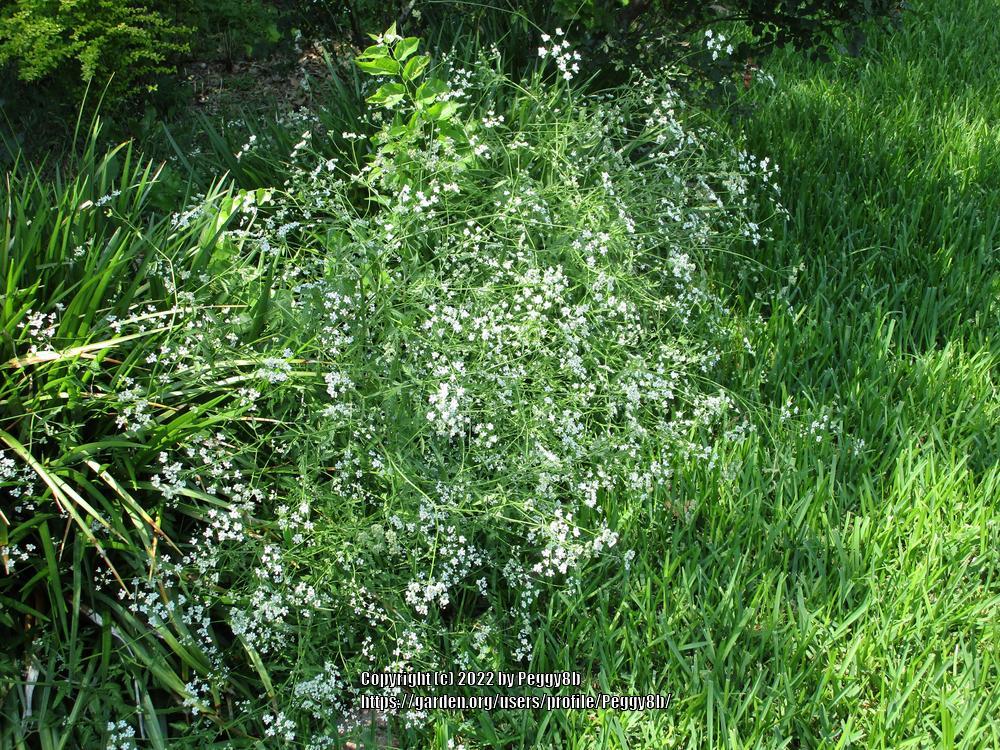 Photo of Cow Parsley (Anthriscus sylvestris) uploaded by Peggy8b