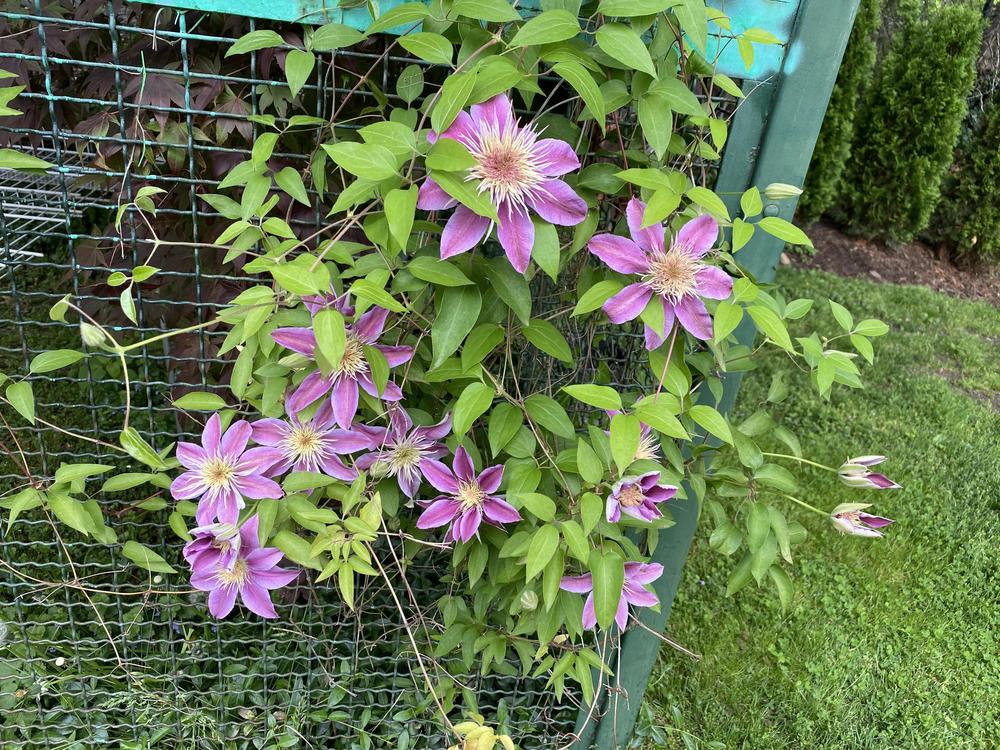 Photo of Clematis Josephine™ uploaded by Ursula