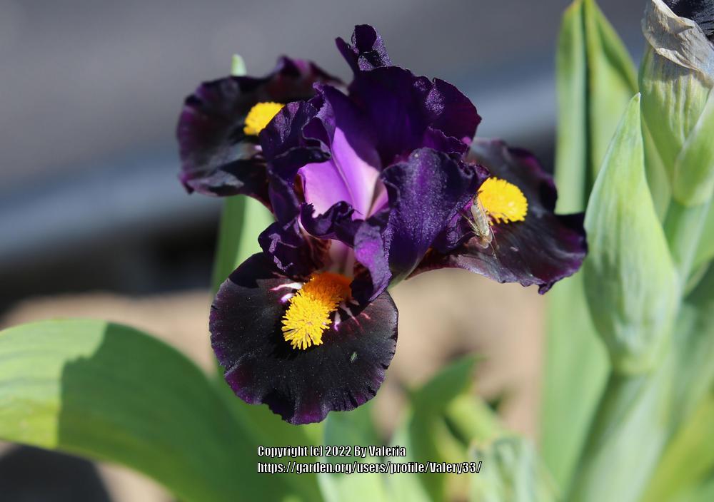 Photo of Miniature Dwarf Bearded Iris (Iris 'Kay') uploaded by Valery33