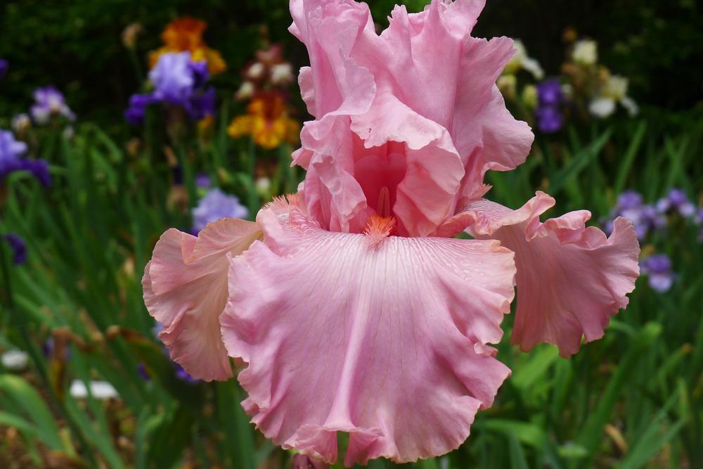 Photo of Tall Bearded Iris (Iris 'Star Appeal') uploaded by janwax