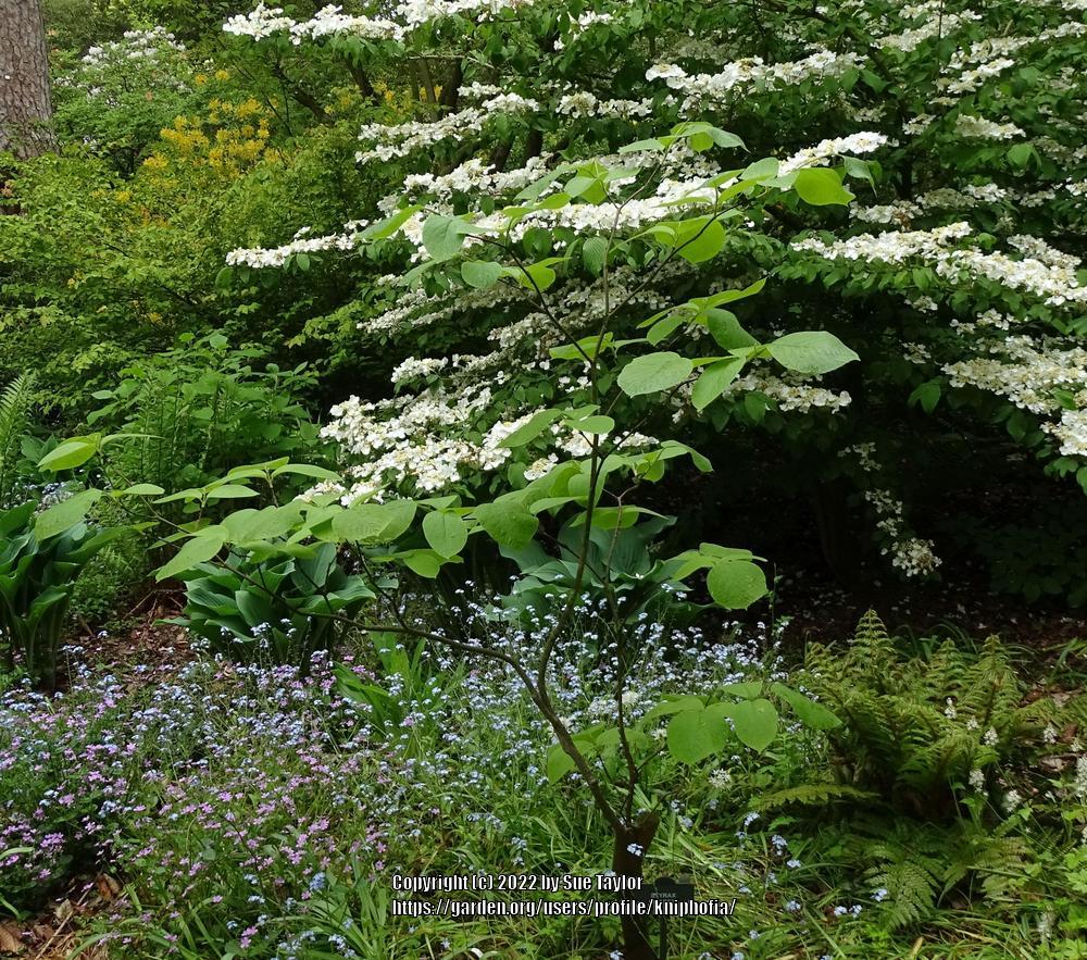 Photo of Fragrant Snowbell (Styrax obassia) uploaded by kniphofia