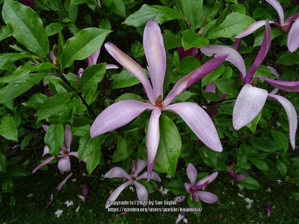 Photo of Magnolia 'Susan' uploaded by kniphofia