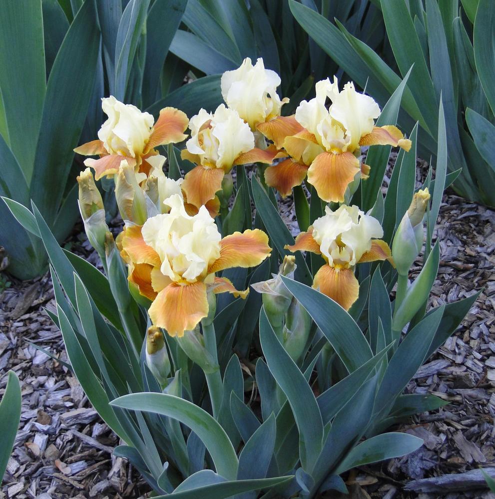 Photo of Intermediate Bearded Iris (Iris 'Honey Glazed') uploaded by lauriemorningglory