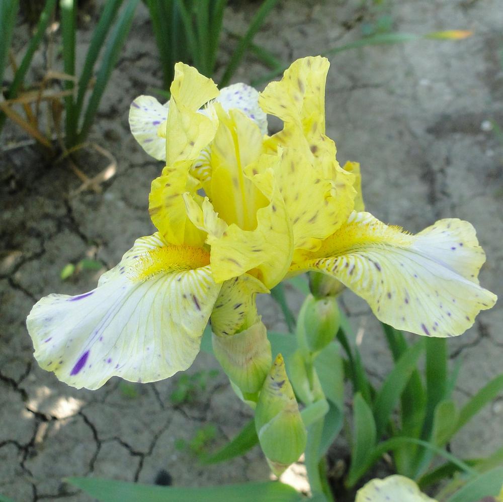 Photo of Miniature Tall Bearded Iris (Iris 'Gesundheit') uploaded by lauriemorningglory