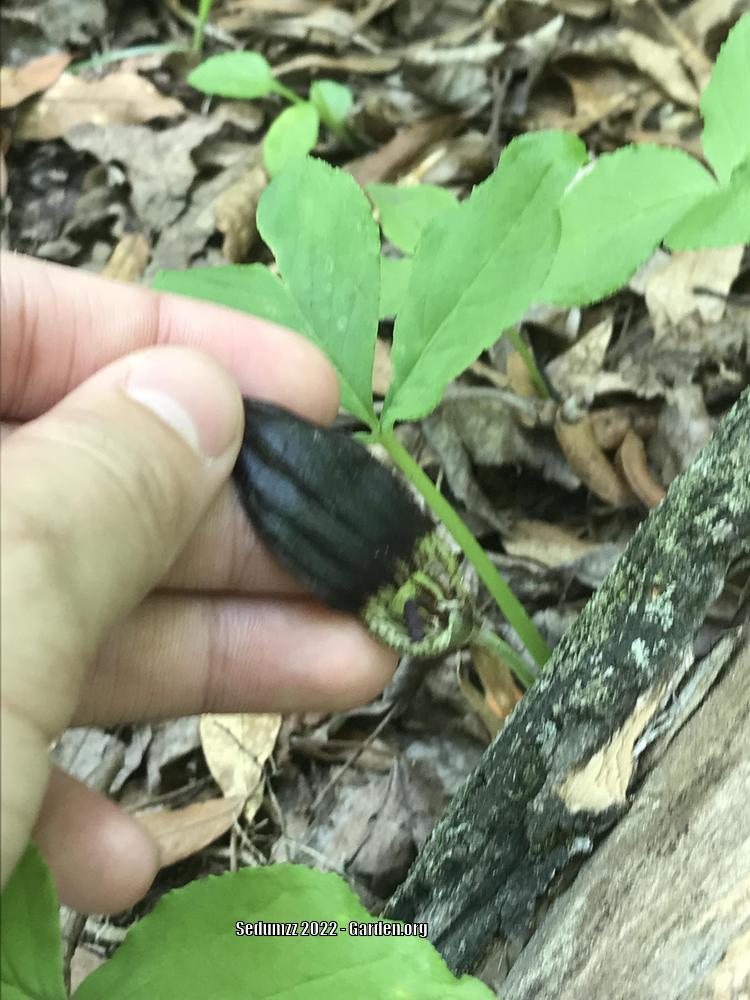 Photo of Jack in the Pulpit (Arisaema triphyllum) uploaded by sedumzz