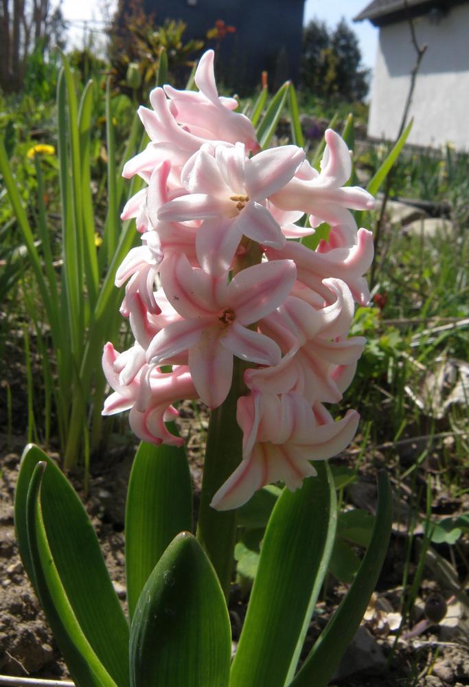 Photo of Hyacinth (Hyacinthus orientalis 'Pink Elephant') uploaded by IrisLilli