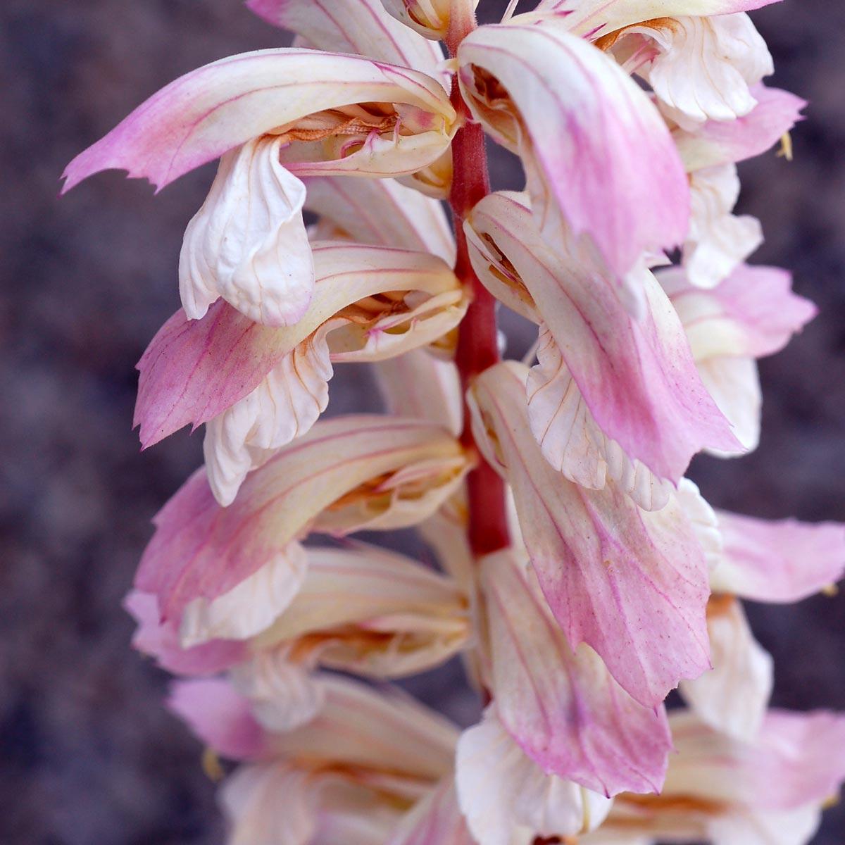 Photo of Bear's Breeches (Acanthus 'Whitewater') uploaded by Joy