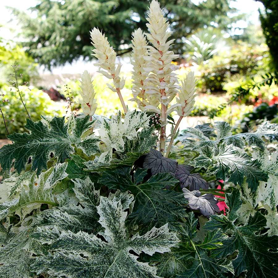 Photo of Bear's Breeches (Acanthus 'Whitewater') uploaded by Joy