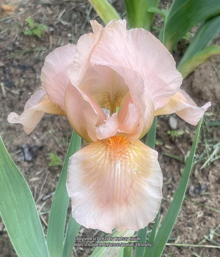 Photo of Standard Dwarf Bearded Iris (Iris 'Bright Vision') uploaded by Lbsmitty