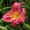 One of 2 daylilies to bloom first this season.