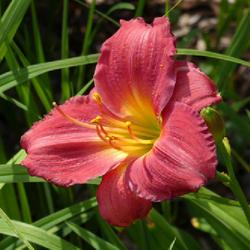Location: my garden in Dawsonville, GA (zone 7b north Geogia mountains)
Date: 2022-05-16
One of 2 daylilies to bloom first this season.