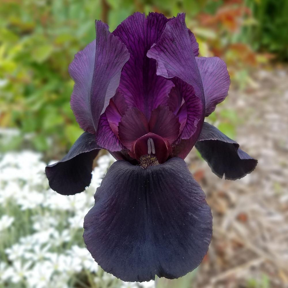 Photo of Arilbred Iris (Iris 'Othmani') uploaded by OrganicJen