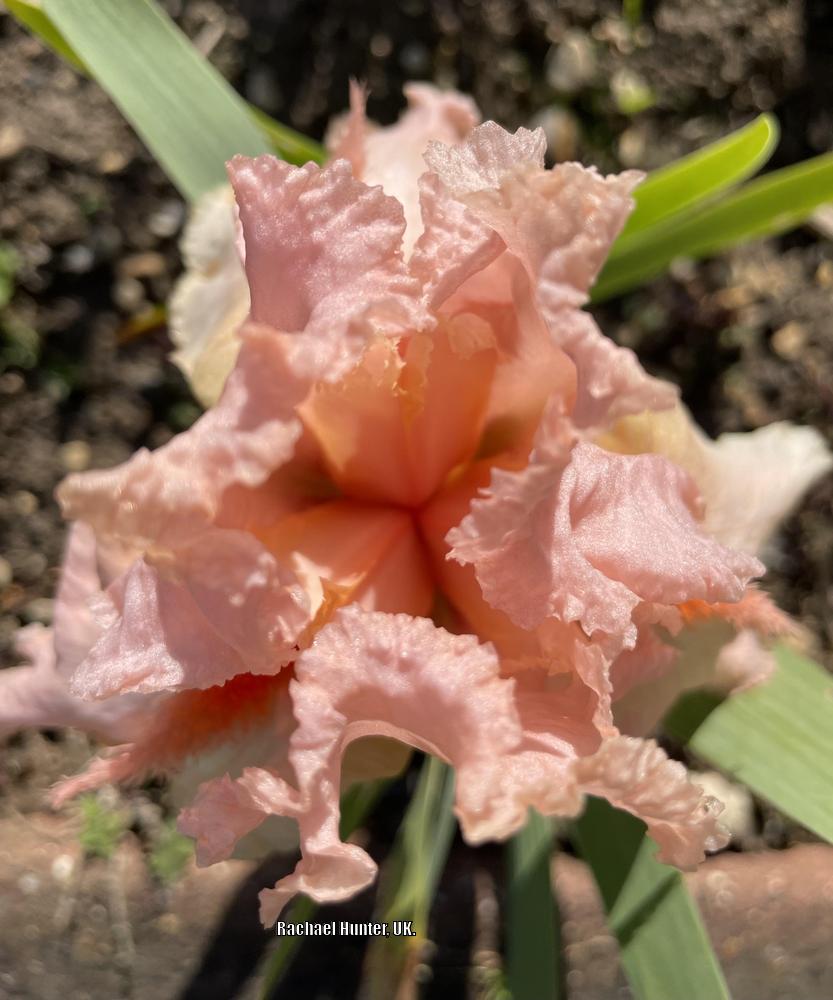 Photo of Tall Bearded Iris (Iris 'Coral Point') uploaded by RachaelHunter