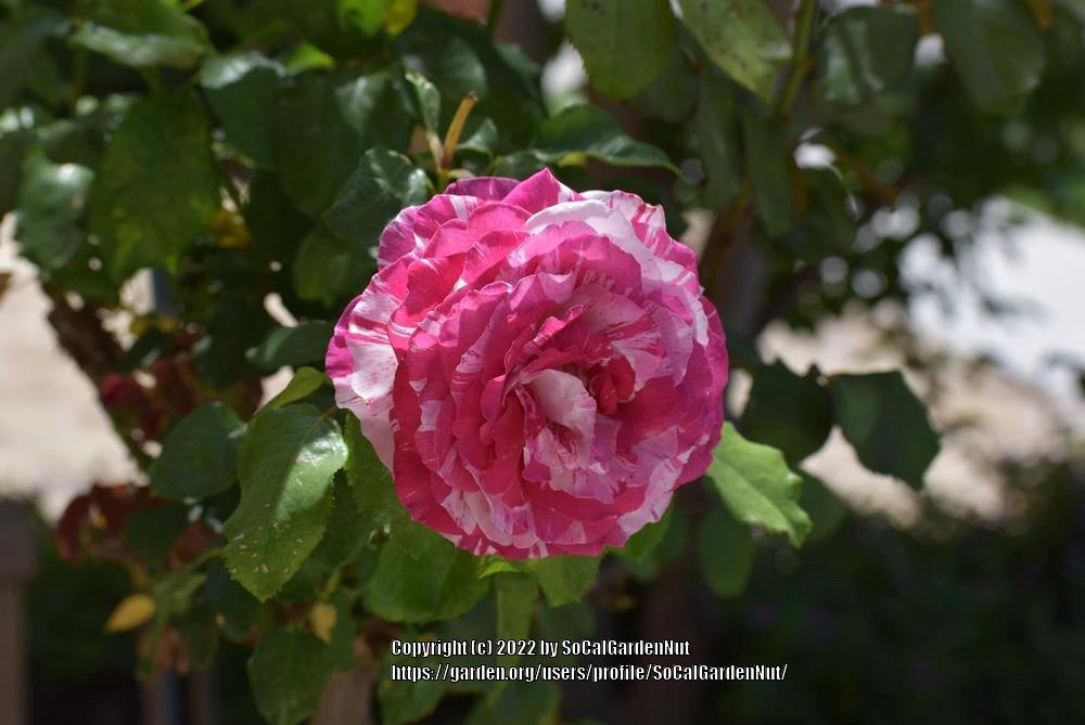 Photo of Rose (Rosa 'Neil Diamond') uploaded by SoCalGardenNut