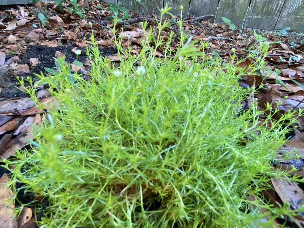 Photo of Scotch Moss (Sagina subulata 'Aurea') uploaded by aikenforflowers