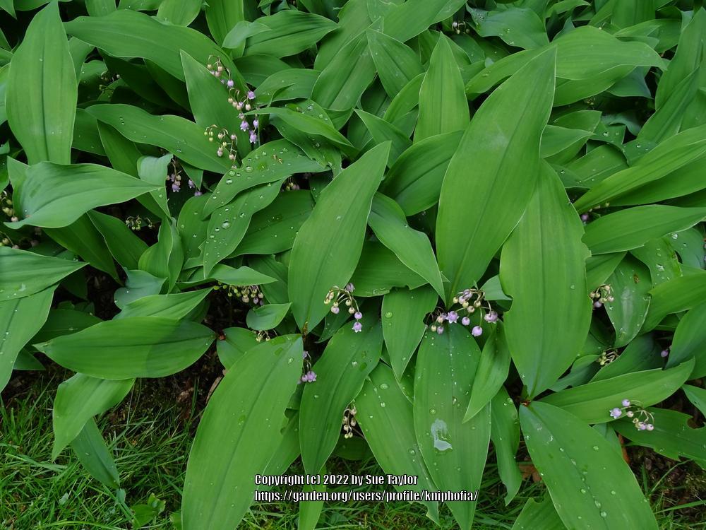 Photo of Pink Lily of the Valley (Convallaria majalis 'Rosea') uploaded by kniphofia