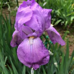 Location: Bed G
Date: 2022-05-16
First iris this year
