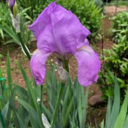 Location: Bed G
Date: 2022-05-16
First iris this year