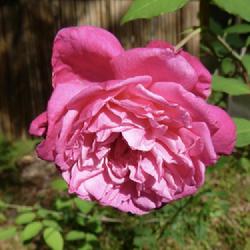 Location: Charleston, SC
Date: 2022-05-15
an old variety, name unknown...probably a Tea or early Hybrid Tea