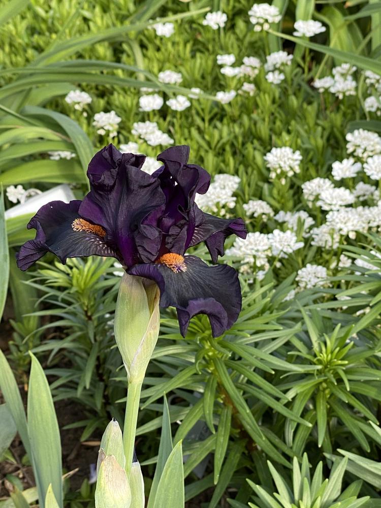 Photo of Intermediate Bearded Iris (Iris 'Devil May Care') uploaded by Legalily