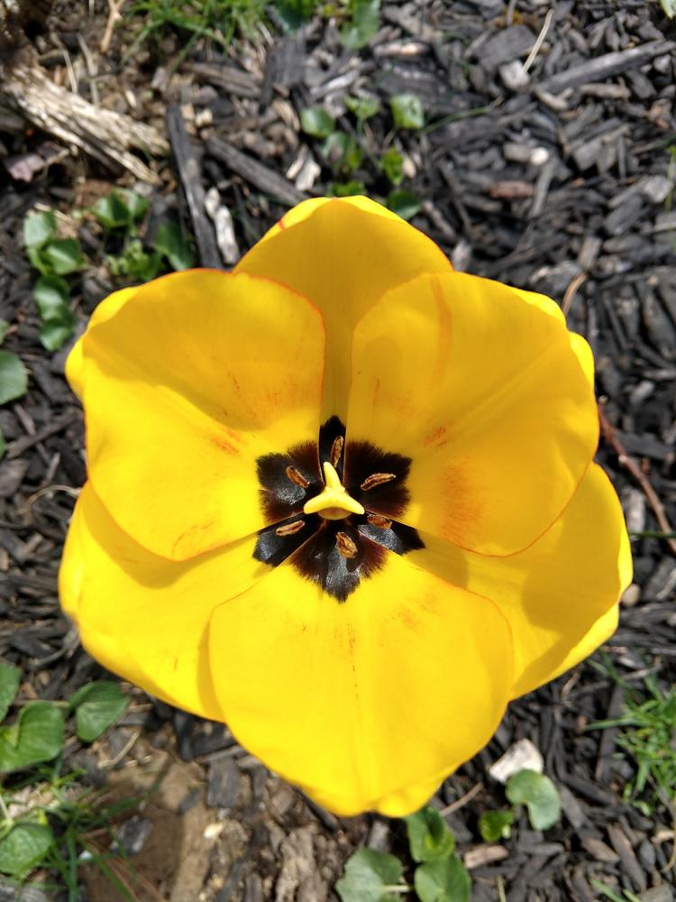 Photo of Darwin Hybrid Tulip (Tulipa 'Beauty of Apeldoorn') uploaded by Whatsmyplant