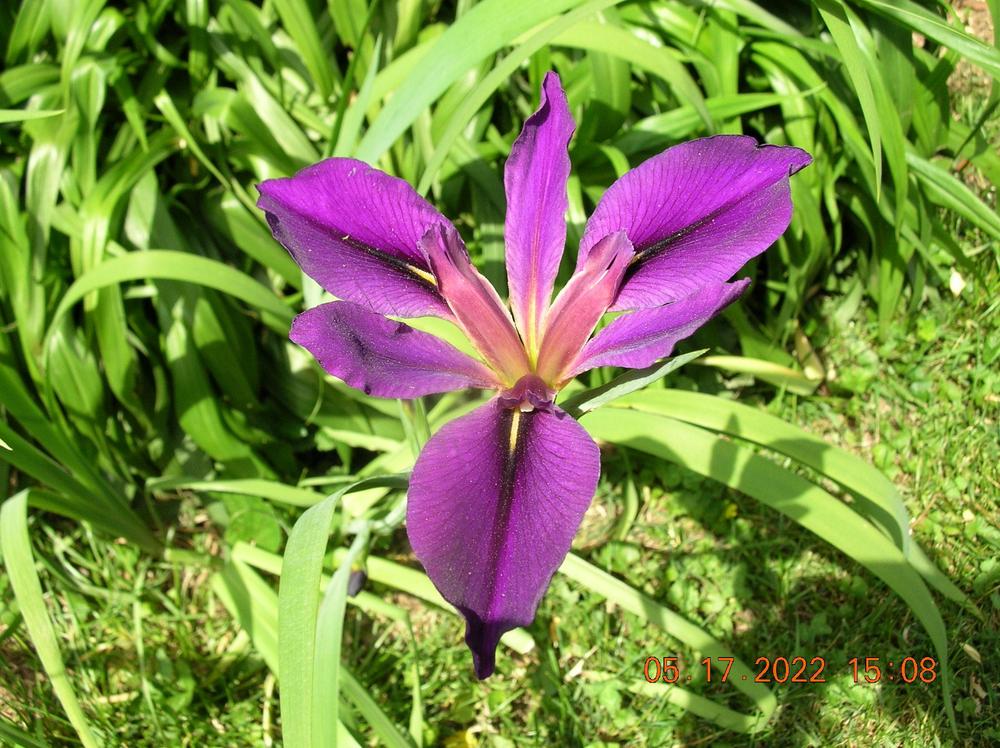 Photo of Louisiana Iris (Iris 'Black Gamecock') uploaded by jackky