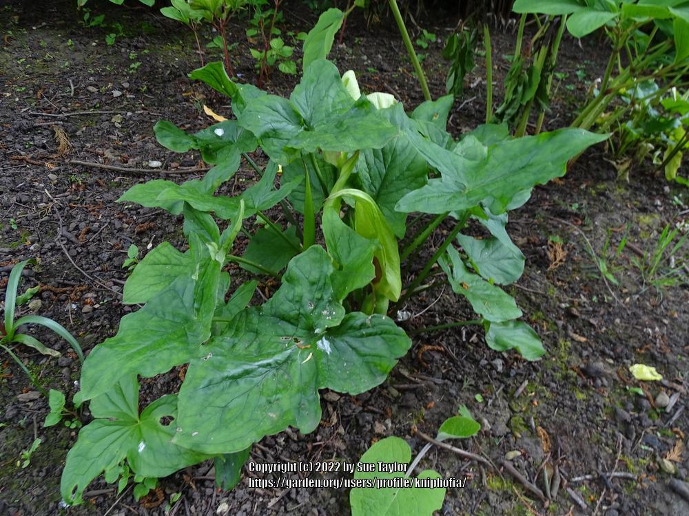 Photo of Lord's and Ladies (Arum maculatum) uploaded by kniphofia