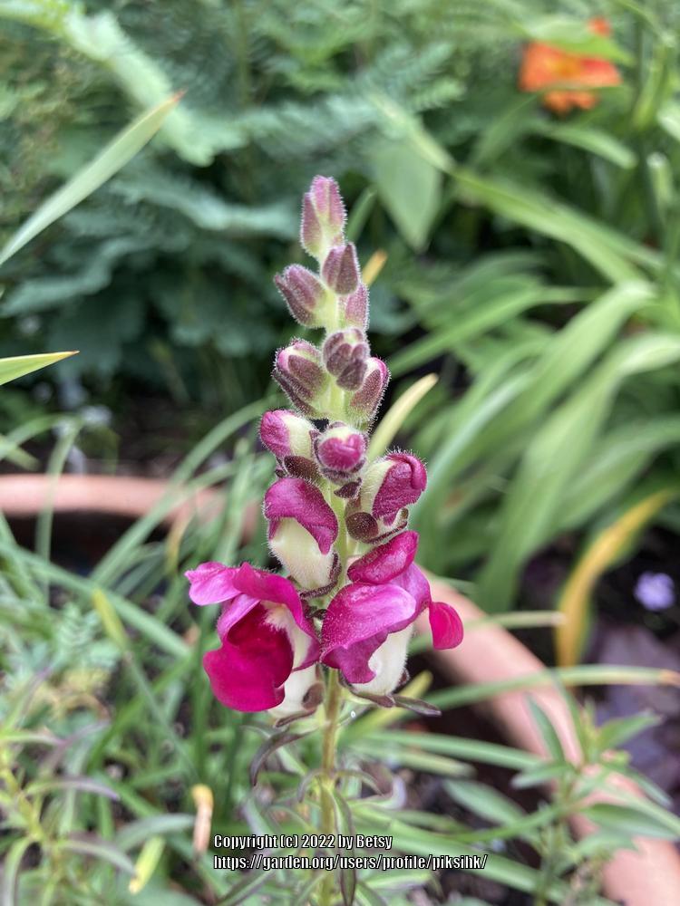Photo of Snapdragon (Antirrhinum majus 'Night and Day') uploaded by piksihk