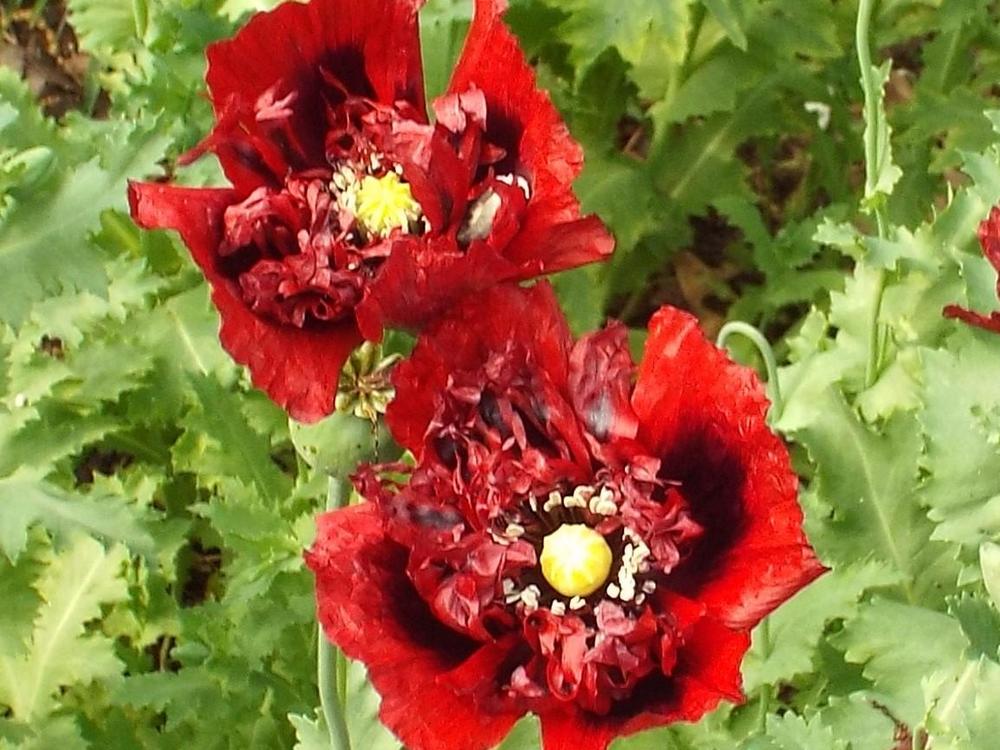 Photo of Opium Poppy (Papaver somniferum) uploaded by poisondartfrog