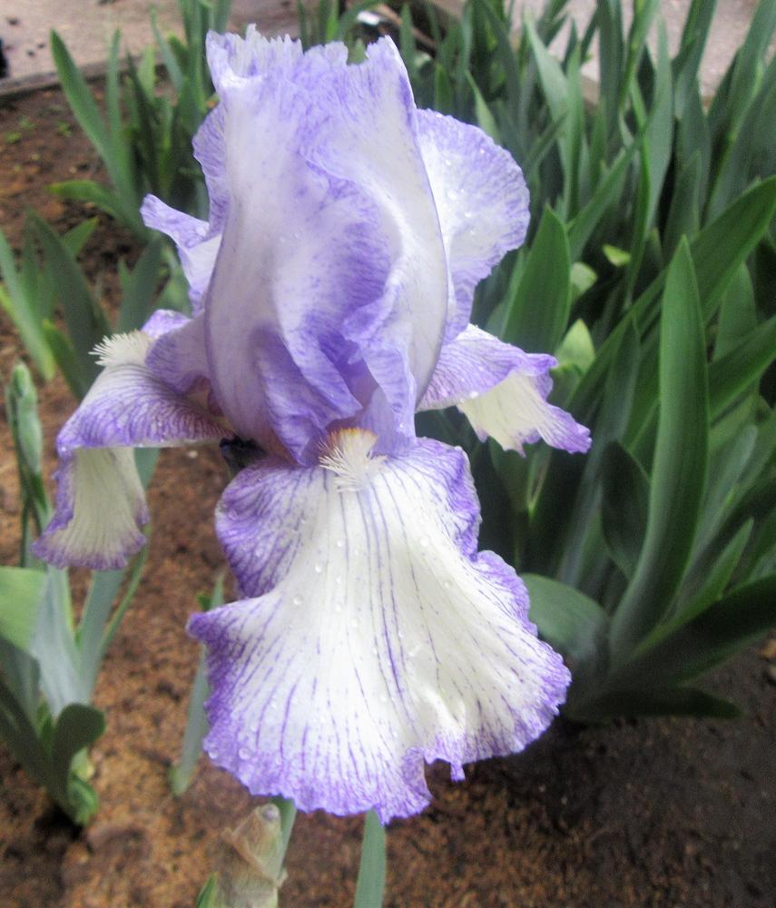 Photo of Tall Bearded Iris (Iris 'Earl of Essex') uploaded by tveguy3
